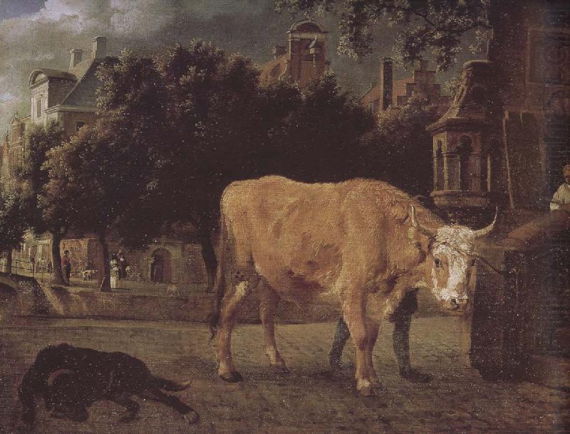 Jan van der Heyden Square cattle